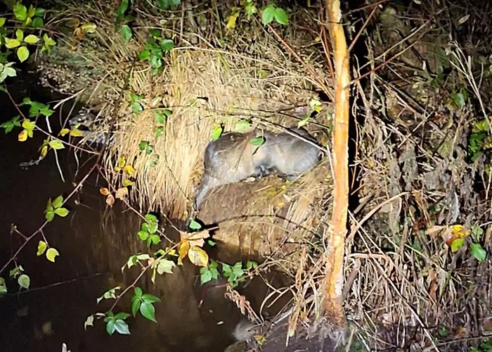 Experience Insolite - La Tiny De Perrine Et Julien Gedinne
